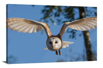 Barn Owl Swooping, 2015 - Canvas Wrap
