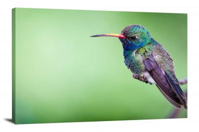 CW6713-birds-broad-billed-hummingbird-00