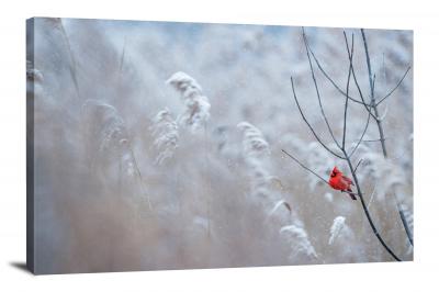 Red Northern Cardinal in the Snow, 2016 - Canvas Wrap