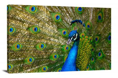 Peacock Closeup, 2018 - Canvas Wrap