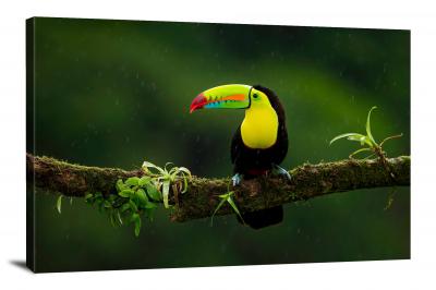 CW6720-birds-toucan-in-the-rain-00