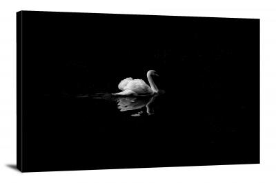 Swan with a Black Background, 2016 - Canvas Wrap