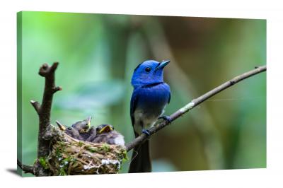 Black-Naped-Monarch with Chicks, 2021 - Canvas Wrap