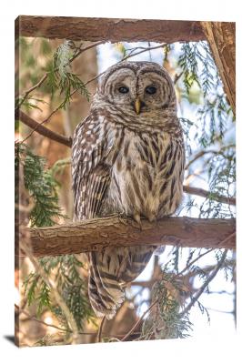 Barred Owl on Branch, 2021 - Canvas Wrap