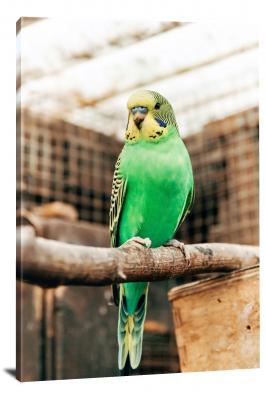 CW6726-birds-green-parakeet-00