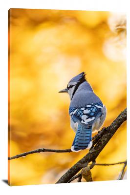 CW6728-birds-blue-jay-in-the-fall-00