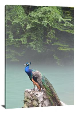 Peacock at the Lake, 2019 - Canvas Wrap