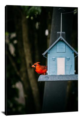 CW6734-birds-red-bird-on-a-birdhouse-00