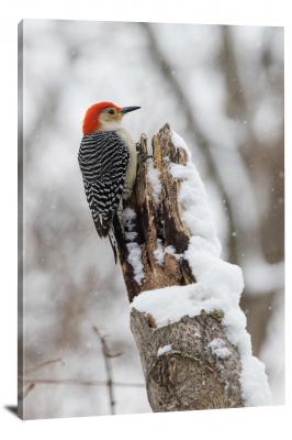 CW6738-birds-a-red-bellied-woodpecker-00