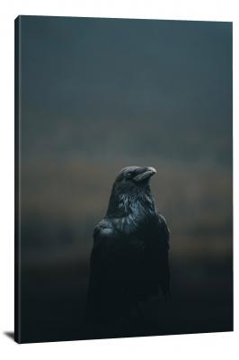 A Regal Crow, 2019 - Canvas Wrap