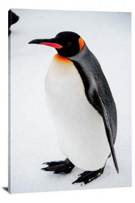 CW6742-birds-snow-penguin-00