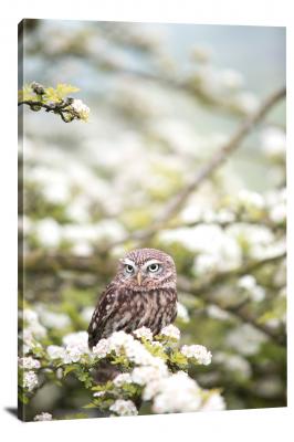 Owl Amongst the Flowers, 2016 - Canvas Wrap