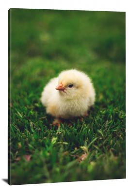 Baby Chick in the Grass, 2020 - Canvas Wrap