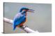 Kingfisher on a Branch, 2021 - Canvas Wrap