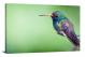Broad-billed Hummingbird, 2018 - Canvas Wrap