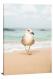 Small Seagull, 2020 - Canvas Wrap