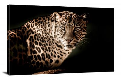 Photograph of a Leopard, 2017 - Canvas Wrap