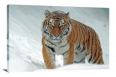 Tiger in the Snow, 2017 - Canvas Wrap
