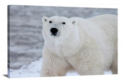 Polar Bear, 2014 - Canvas Wrap