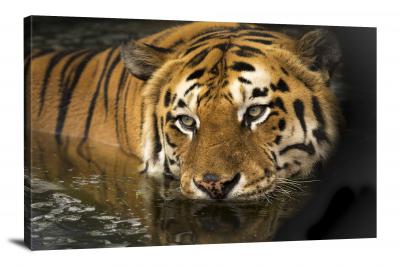 Tiger in the Water, 2017 - Canvas Wrap