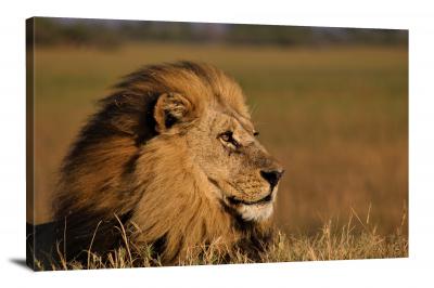 King of the Jungle, 2020 - Canvas Wrap