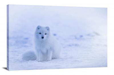 CW6758-carnivores-arctic-fox-00