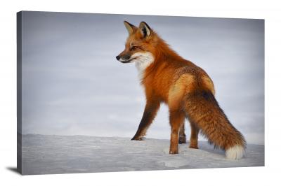 Red Fox in the Snow, 2020 - Canvas Wrap