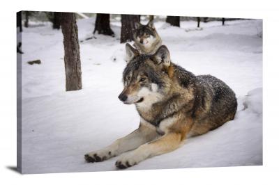 CW6764-carnivores-wolves-in-the-snow-00