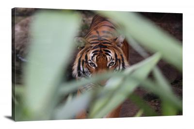 CW6766-carnivores-tiger-in-the-bushes-00