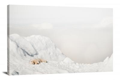 Polar Bear in an Ice Cap, 2019 - Canvas Wrap