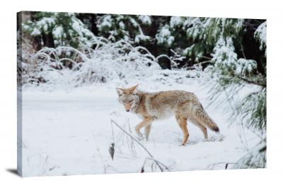 CW6771-carnivores-winter-coyote-00