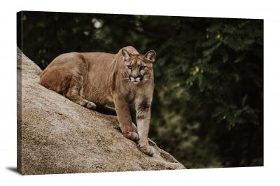 Cougar on a Rock, 2018 - Canvas Wrap