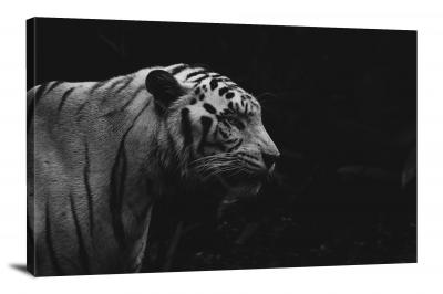 B&W White Tiger, 2021 - Canvas Wrap