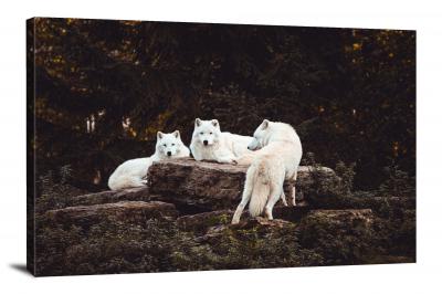 White Wolves on a Rock, 2019 - Canvas Wrap