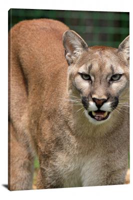 CW6775-carnivores-cougar-growling-00