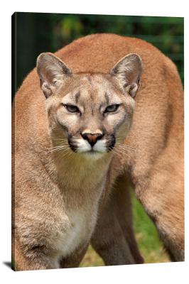 CW6776-carnivores-cougar-portrait-00