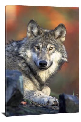CW6777-carnivores-grey-wolf-00