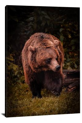 Grizzly Bear, 2020 - Canvas Wrap
