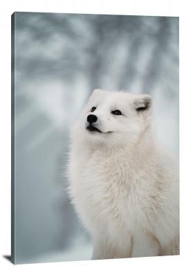 Small Arctic Fox, 2019 - Canvas Wrap