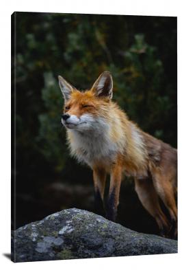 Fox Blinking in the Light, 2020 - Canvas Wrap