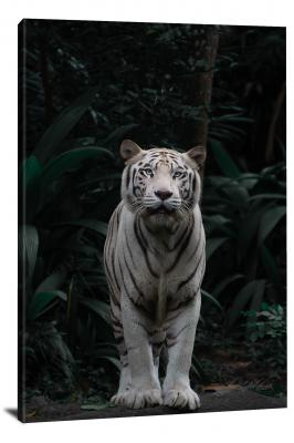 CW6787-carnivores-white-tiger-staring-00
