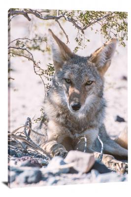 CW6788-carnivores-coyote-in-the-shade-00