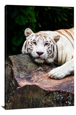 Sleepy White Tiger on a Log, 2020 - Canvas Wrap