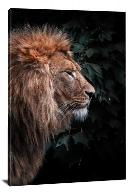 Lions Side Profile, 2020 - Canvas Wrap