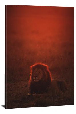 Lion Bathed in Red Light, 2019 - Canvas Wrap