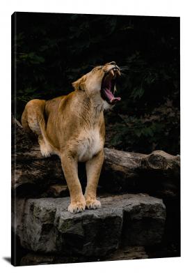 CW6794-carnivores-lioness-teeth-00