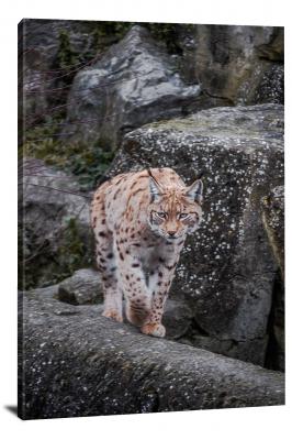 Lynx Prowling on a Rock, 2020 - Canvas Wrap