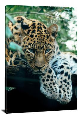 Jungle Jaguar, 2019 - Canvas Wrap