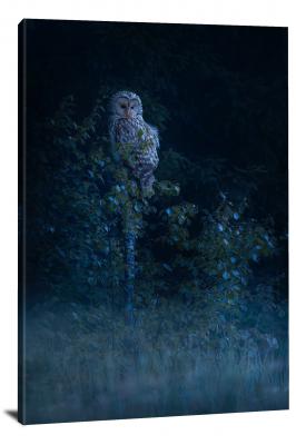 Bird of Prey at Night, 2021 - Canvas Wrap