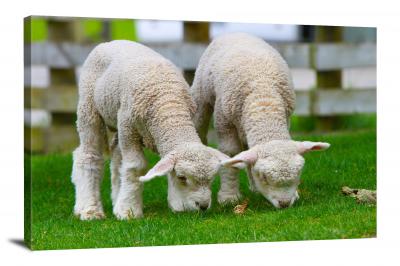 CW6500-domestic-animals-two-lambs-00